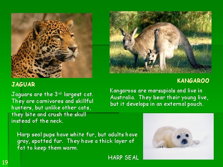 JAGUAR Jaguars are the 3 rd largest cat. They are carnivores and skillful hunters,