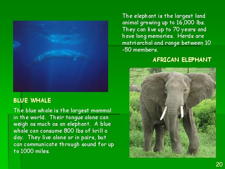 The elephant is the largest land animal growing up to 16, 000 lbs. They