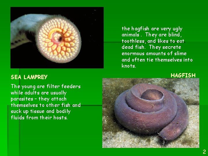 the hagfish are very ugly animals. They are blind, toothless, and likes to eat