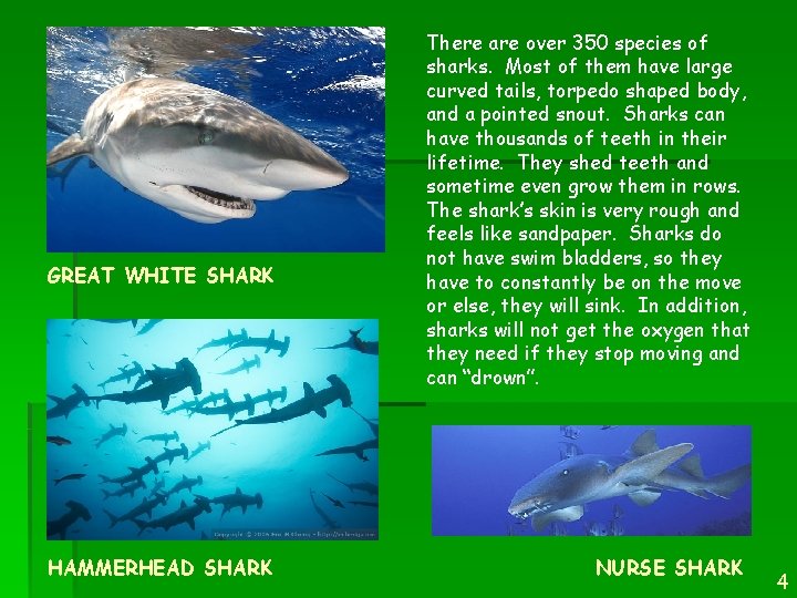 GREAT WHITE SHARK HAMMERHEAD SHARK There are over 350 species of sharks. Most of