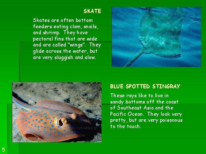 SKATE Skates are often bottom feeders eating clam, snails, and shrimp. They have pectoral