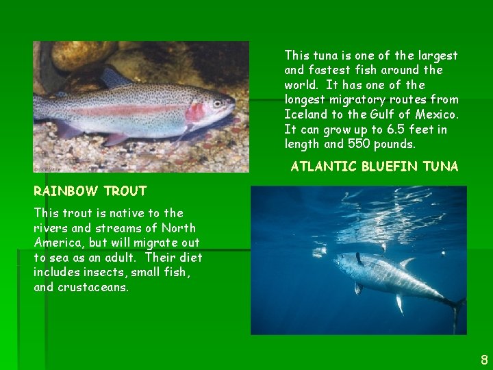 This tuna is one of the largest and fastest fish around the world. It