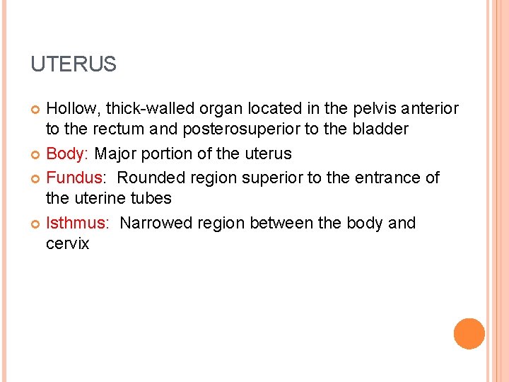 UTERUS Hollow, thick-walled organ located in the pelvis anterior to the rectum and posterosuperior