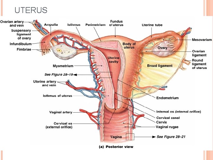 UTERUS 11 