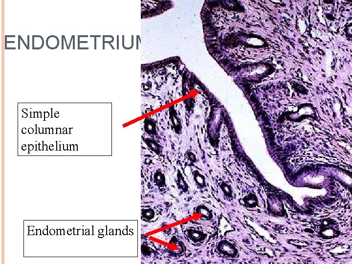 ENDOMETRIUM 14 Simple columnar epithelium Endometrial glands 