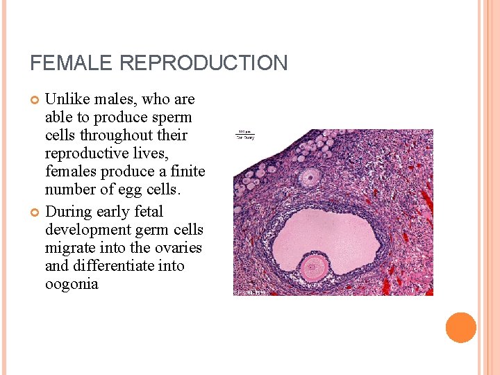 FEMALE REPRODUCTION Unlike males, who are able to produce sperm cells throughout their reproductive