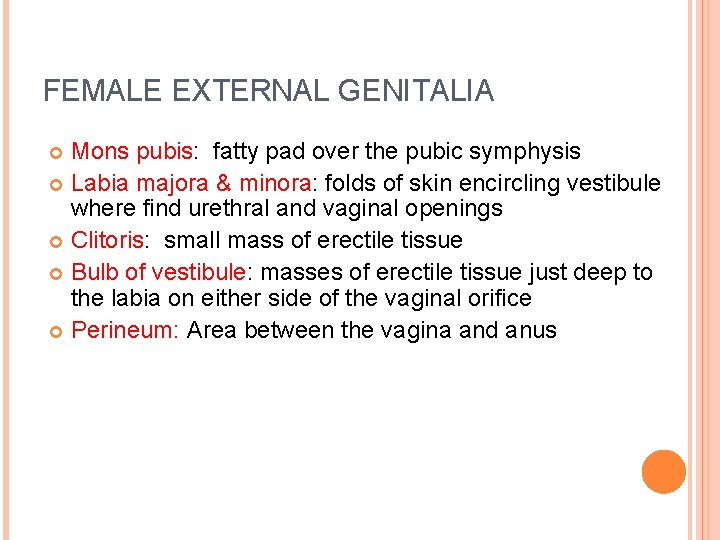 FEMALE EXTERNAL GENITALIA Mons pubis: fatty pad over the pubic symphysis Labia majora &