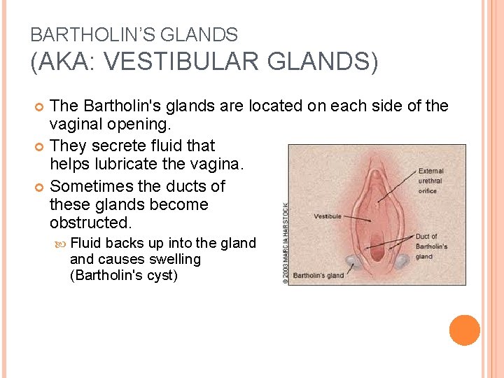 BARTHOLIN’S GLANDS (AKA: VESTIBULAR GLANDS) The Bartholin's glands are located on each side of