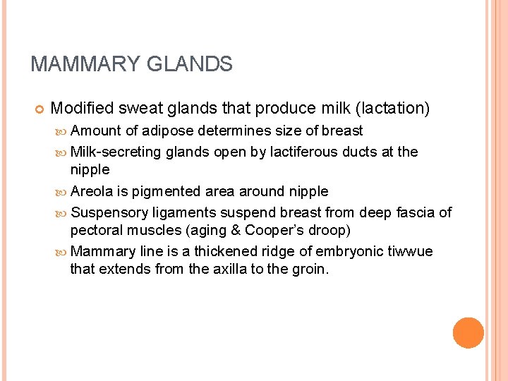 MAMMARY GLANDS Modified sweat glands that produce milk (lactation) Amount of adipose determines size