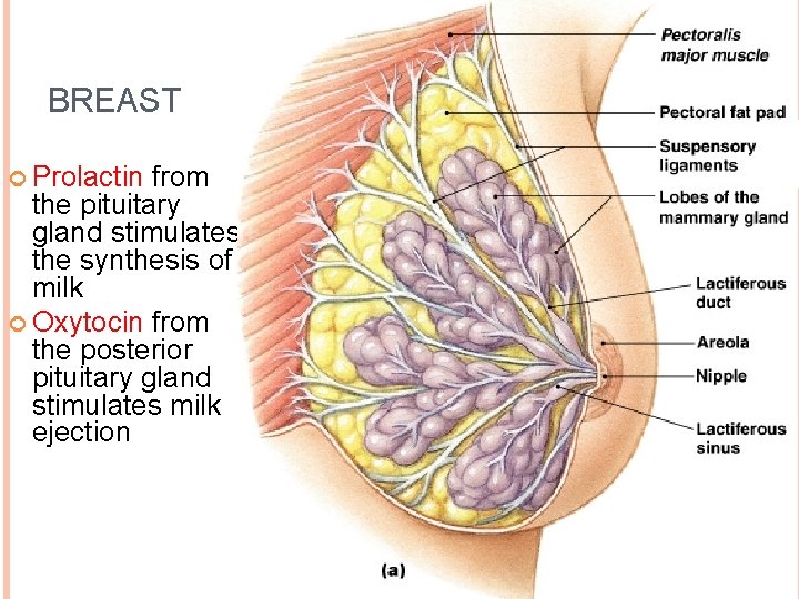 BREAST Prolactin from the pituitary gland stimulates the synthesis of milk Oxytocin from the