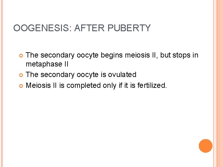 OOGENESIS: AFTER PUBERTY The secondary oocyte begins meiosis II, but stops in metaphase II