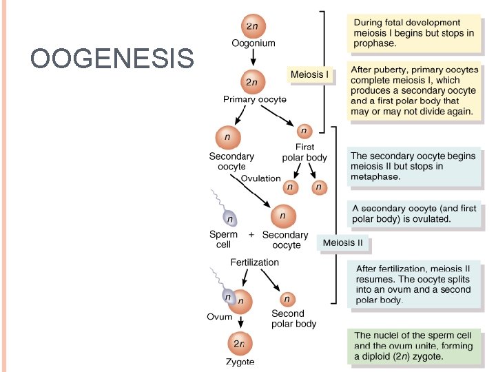 OOGENESIS 29 