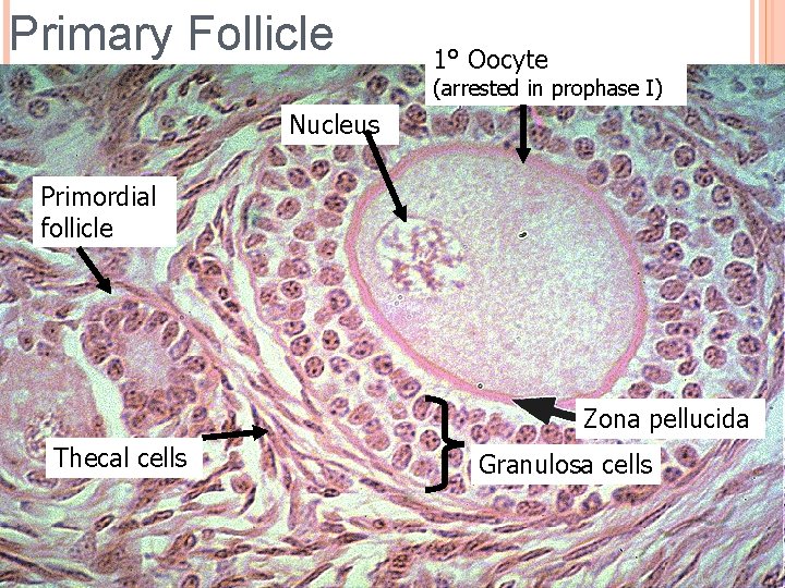 Primary Follicle 1° Oocyte (arrested in prophase I) Nucleus Primordial follicle Zona pellucida Thecal