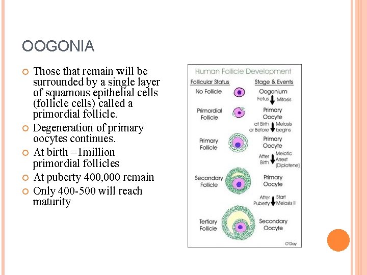 OOGONIA Those that remain will be surrounded by a single layer of squamous epithelial