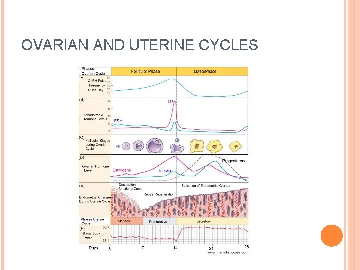 OVARIAN AND UTERINE CYCLES 