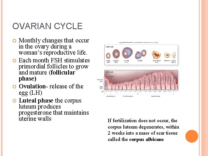 OVARIAN CYCLE Monthly changes that occur in the ovary during a woman’s reproductive life.