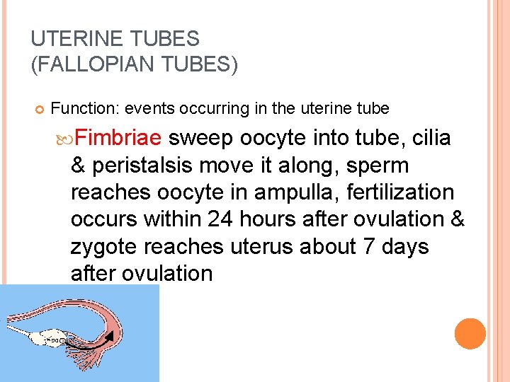 UTERINE TUBES (FALLOPIAN TUBES) Function: events occurring in the uterine tube Fimbriae sweep oocyte