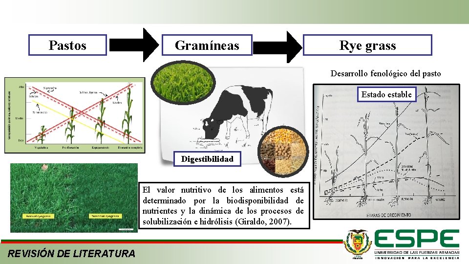 Pastos Gramíneas Rye grass Desarrollo fenológico del pasto Estado estable Digestibilidad El valor nutritivo