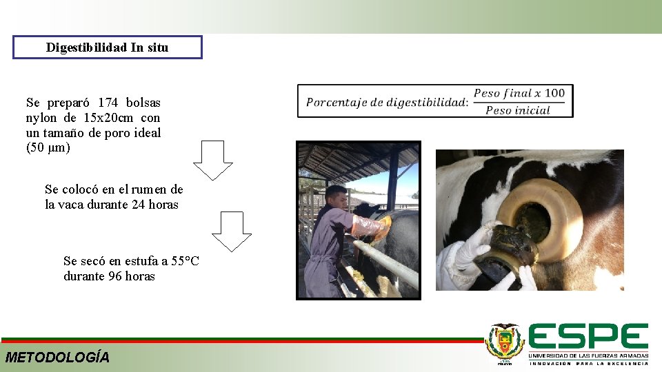Digestibilidad In situ Se preparó 174 bolsas nylon de 15 x 20 cm con
