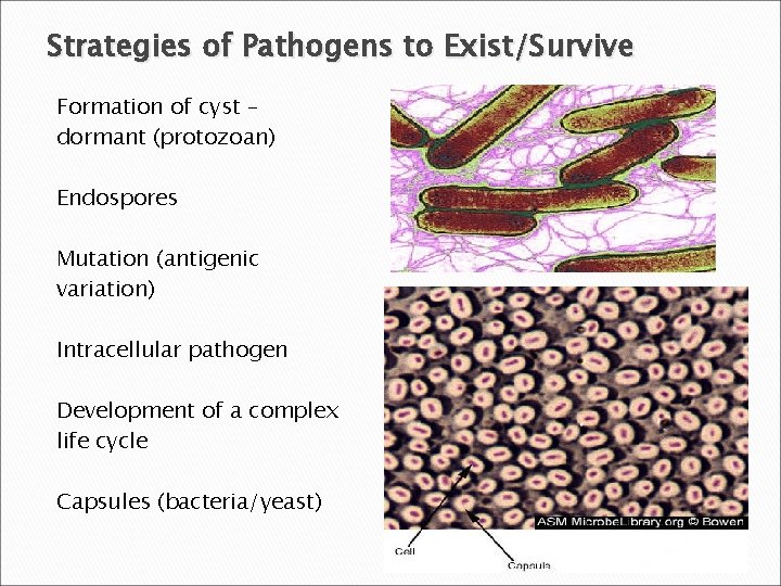 Strategies of Pathogens to Exist/Survive Formation of cyst – dormant (protozoan) Endospores Mutation (antigenic