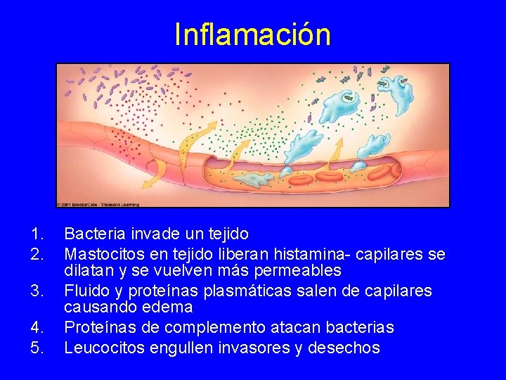 Inflamación 1. 2. 3. 4. 5. Bacteria invade un tejido Mastocitos en tejido liberan