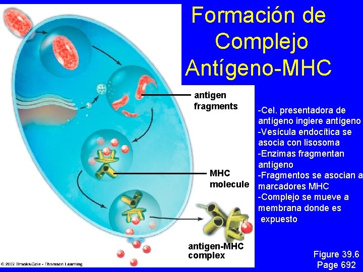 Formación de Complejo Antígeno-MHC antigen fragments MHC molecule antigen-MHC complex -Cel. presentadora de antígeno