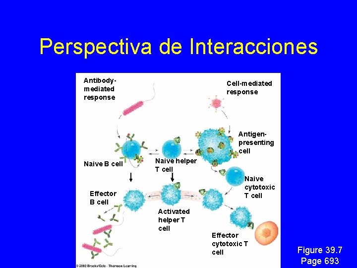 Perspectiva de Interacciones Antibodymediated response Cell-mediated response Antigenpresenting cell Naive B cell Naive helper