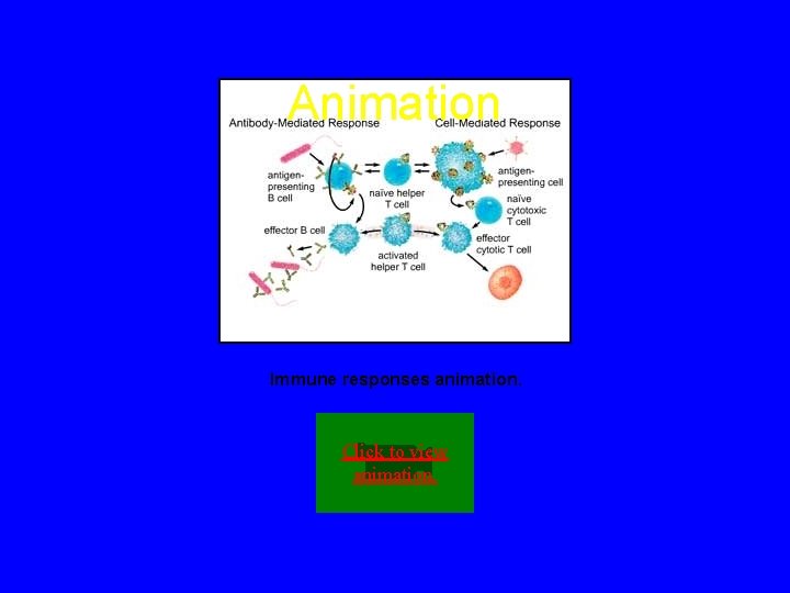 Animation Immune responses animation. Click to view animation. 