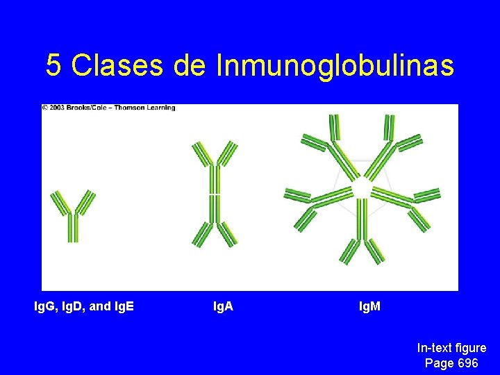 5 Clases de Inmunoglobulinas Ig. G, Ig. D, and Ig. E Ig. A Ig.