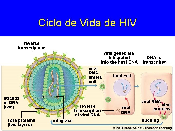 Ciclo de Vida de HIV reverse transcriptase viral genes are integrated into the host