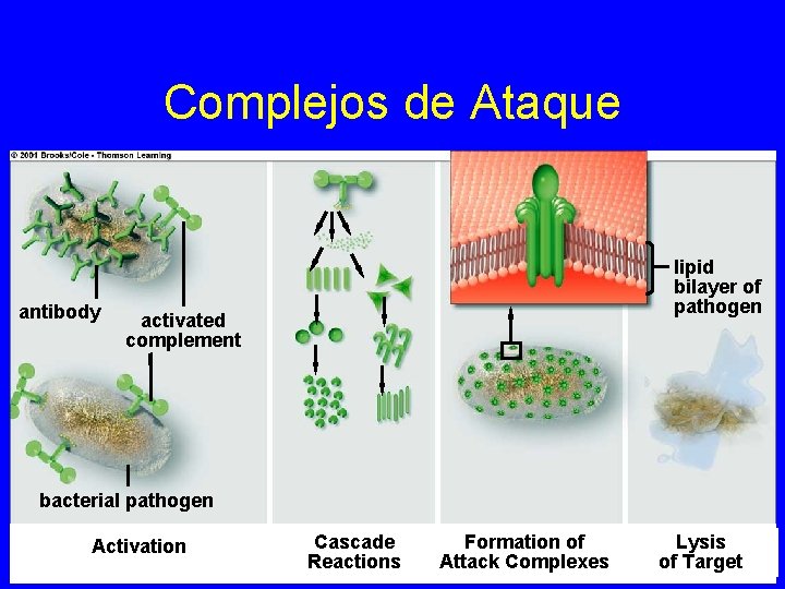 Complejos de Ataque antibody lipid bilayer of pathogen activated complement bacterial pathogen Activation Cascade