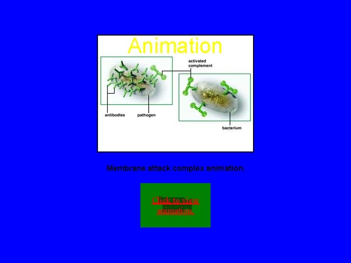 Animation Membrane attack complex animation. Click to view animation. 