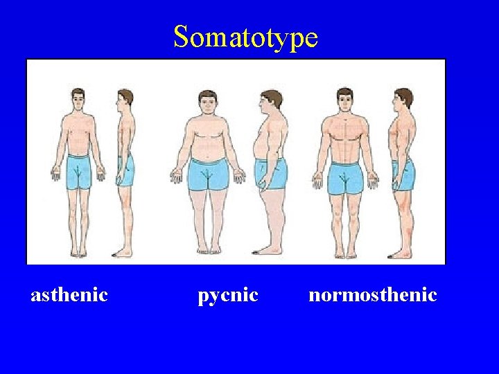 Somatotype asthenic pycnic normosthenic 