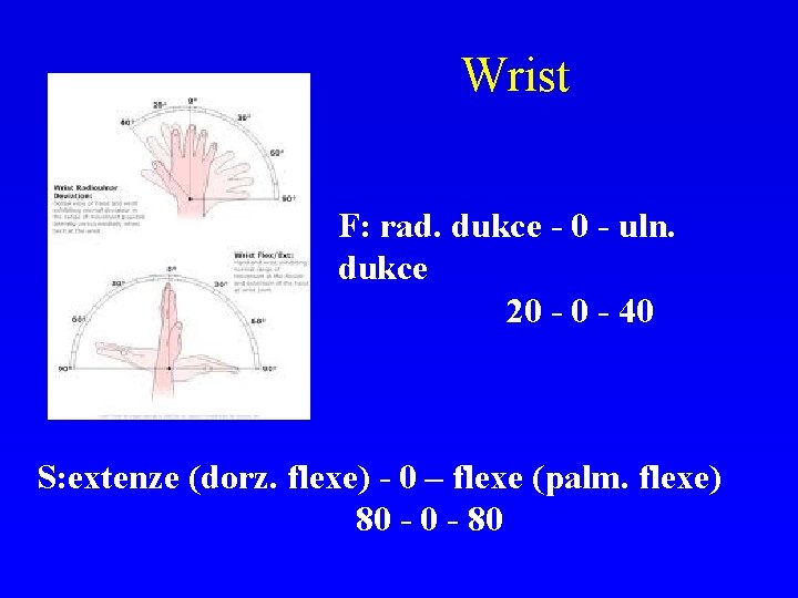Wrist F: rad. dukce - 0 - uln. dukce 20 - 40 S: extenze