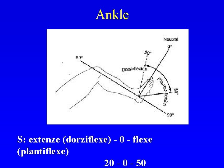 Ankle S: extenze (dorziflexe) - 0 - flexe (plantiflexe) 20 - 50 