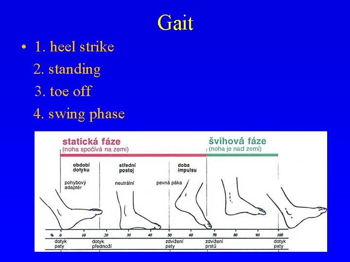 Gait • 1. heel strike 2. standing 3. toe off 4. swing phase 