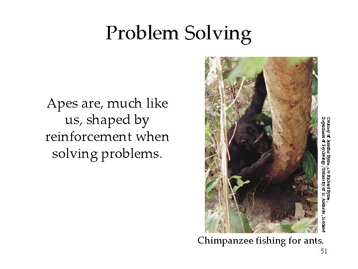 Problem Solving Courtesy of Jennifer Byrne, c/o Richard Byrne, Department of Psychology, University of