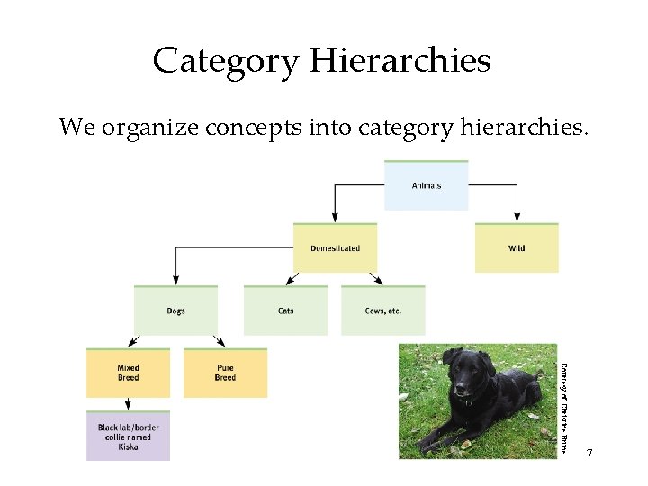 Category Hierarchies We organize concepts into category hierarchies. Courtesy of Christine Brune 7 