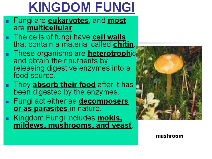 KINGDOM FUNGI n n n Fungi are eukaryotes, and most are multicellular. The cells