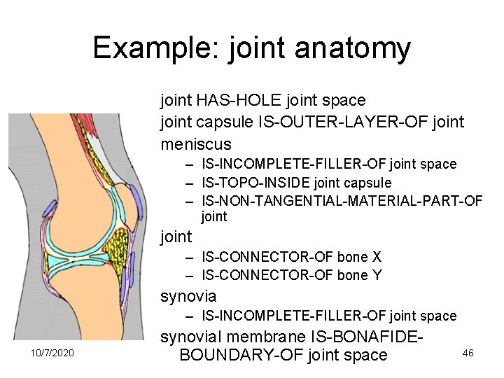 Example: joint anatomy joint HAS-HOLE joint space joint capsule IS-OUTER-LAYER-OF joint meniscus – IS-INCOMPLETE-FILLER-OF