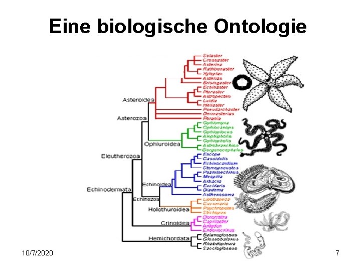 Eine biologische Ontologie 10/7/2020 7 