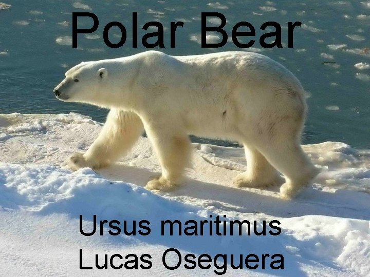 Polar Bear Ursus maritimus Lucas Oseguera 