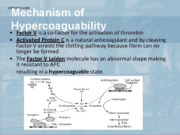 Mechanism of Hypercoaguability • Factor V is a co-factor for the activation of thrombin