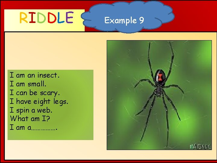 RIDDLE WHAT AM I ? I am an insect. I am small. I can