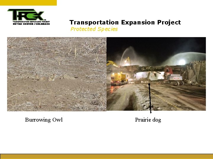 Transportation Expansion Project Protected Species Burrowing Owl Prairie dog 