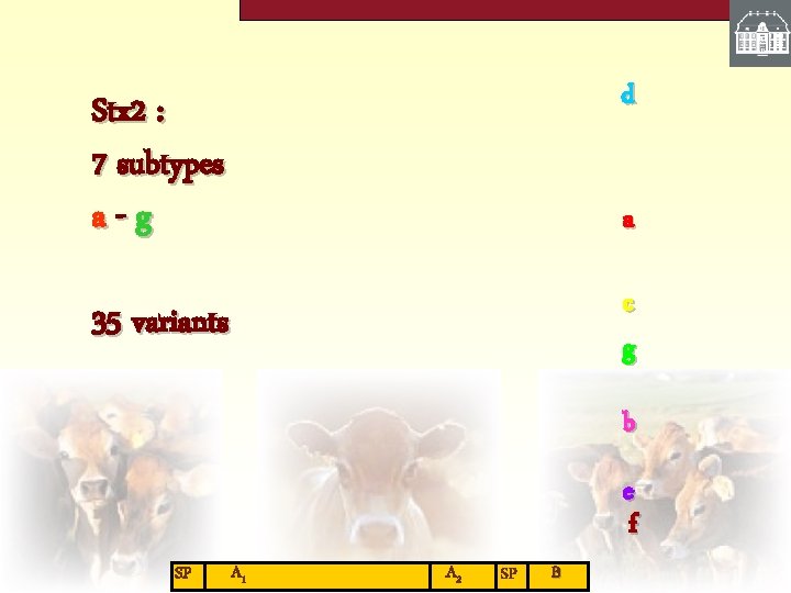 Stx 2 : 7 subtypes a-g d 35 variants c g a b e