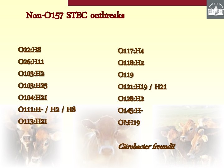 Non-O 157 STEC outbreaks O 22: H 8 O 26: H 11 O 103: