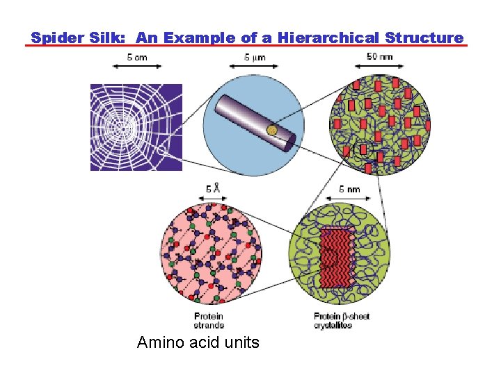 Spider Silk: An Example of a Hierarchical Structure Amino acid units 