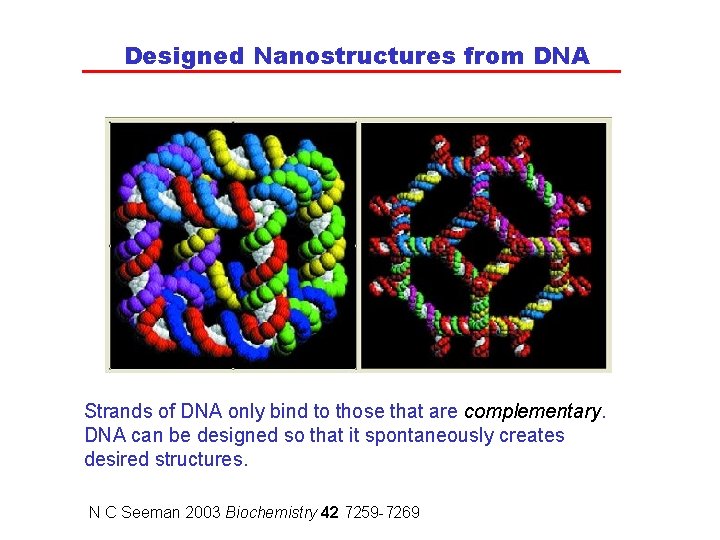 Designed Nanostructures from DNA Strands of DNA only bind to those that are complementary.