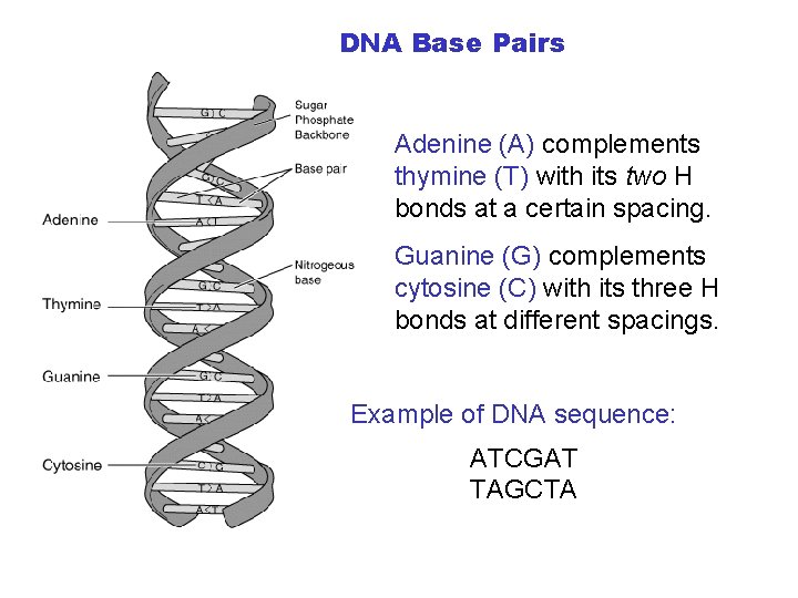 DNA Base Pairs Adenine (A) complements thymine (T) with its two H bonds at